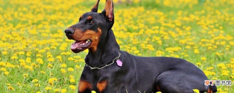 杜高犬开口和不开口的区别