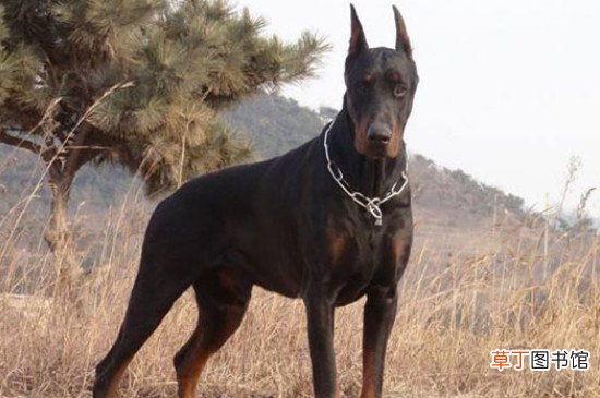 杜高犬开口和不开口的区别