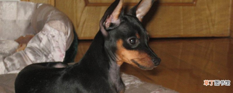 小鹿犬的缺点