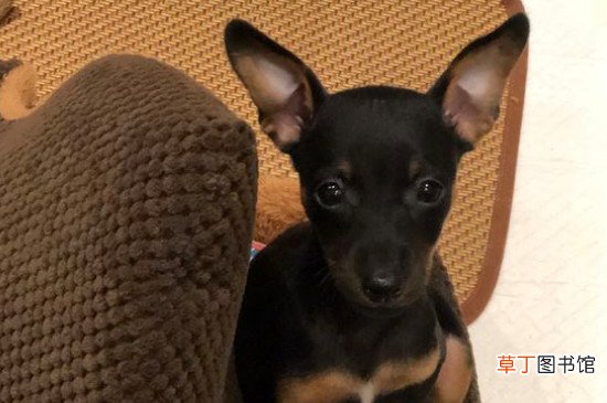 小鹿犬为什么没人养