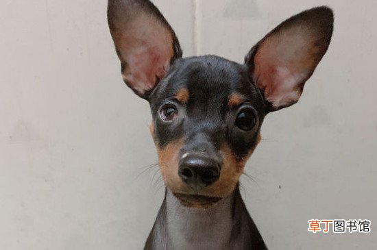 小鹿犬为什么没人养