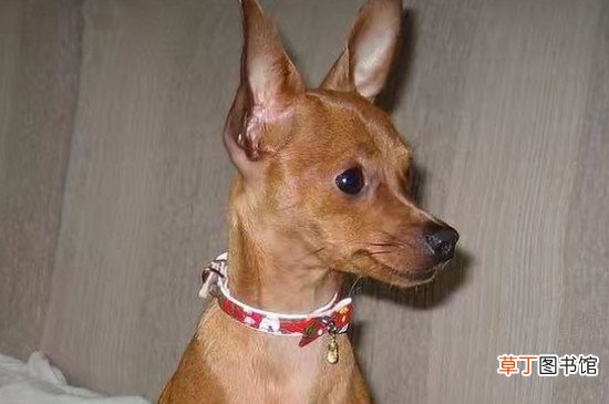 小鹿犬为什么没人养