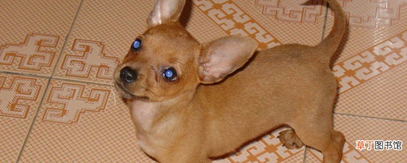 小鹿犬为什么没人养