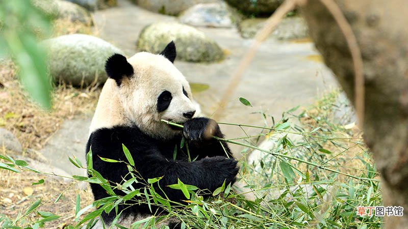 熊猫是猫科动物吗