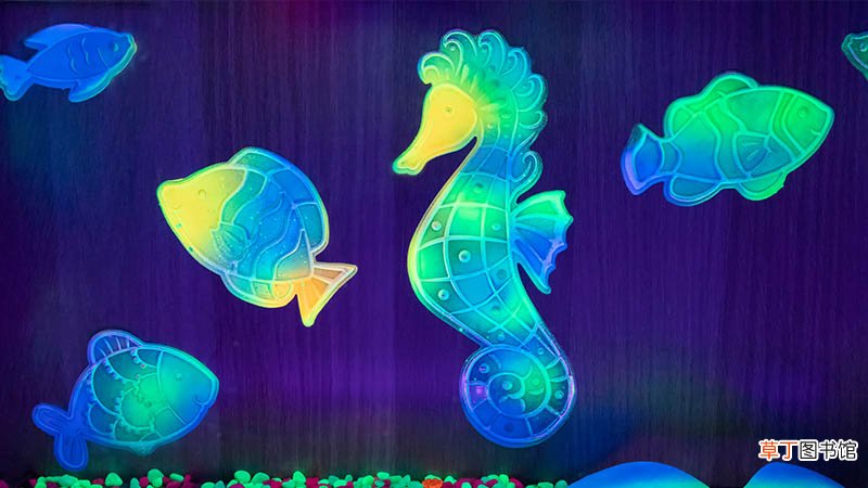 海马是爸爸生的吗
