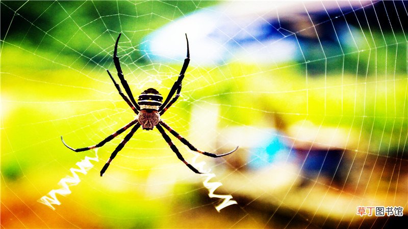 蜘蛛是昆虫吗