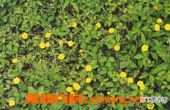 翻白草的功效作用有哪些