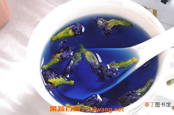 蝶豆花泡茶的功效与作用 蝶豆花泡茶的副作用