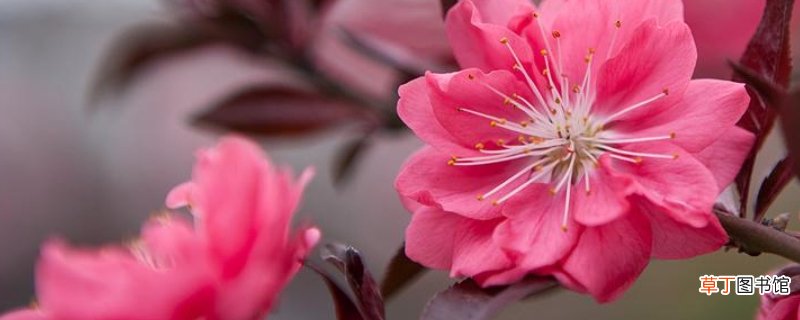 阳春三月红花开指什么动物-生活百科知识