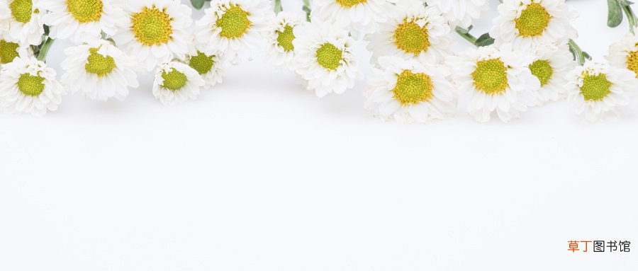 香水雏菊种子怎么种