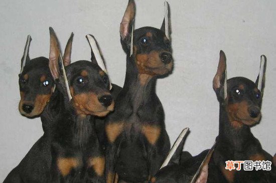 杜宾尾巴怎么断