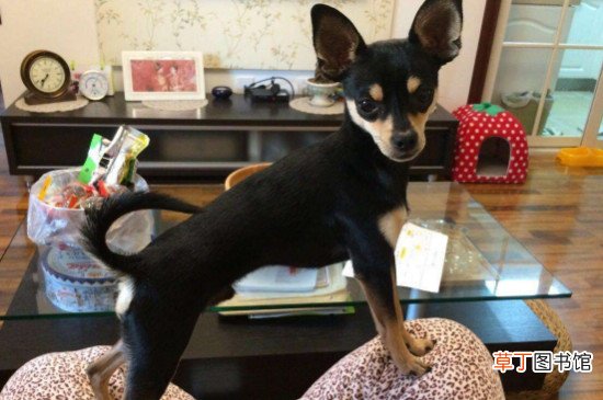 迷你杜宾犬缺点