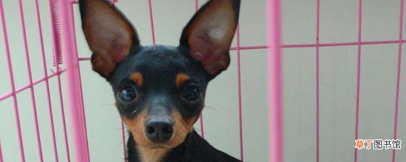 迷你杜宾犬缺点