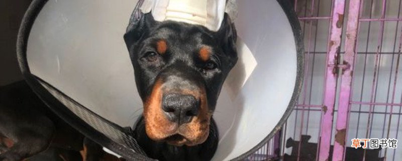 杜宾犬的优点和缺点