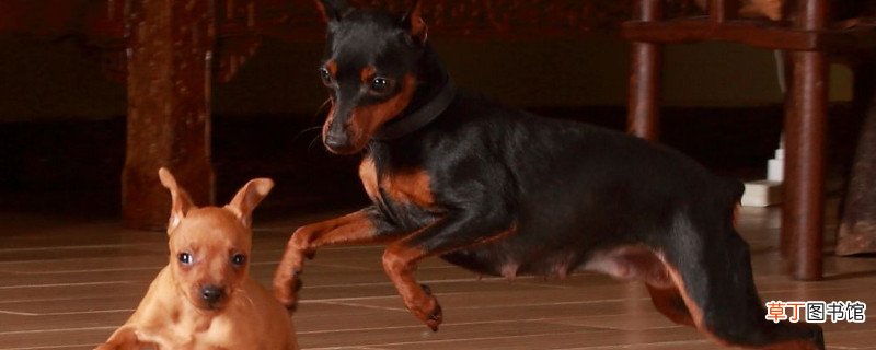 小鹿犬多少天显肚子