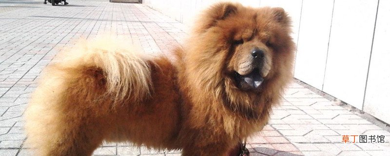 松狮智商相当于人几岁