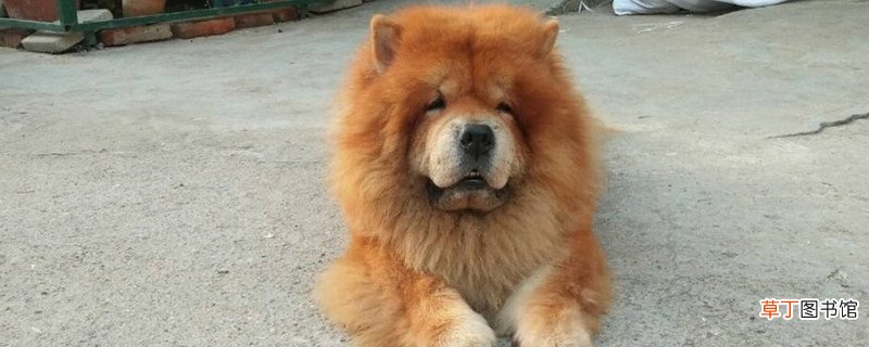 松狮犬为什么忠心