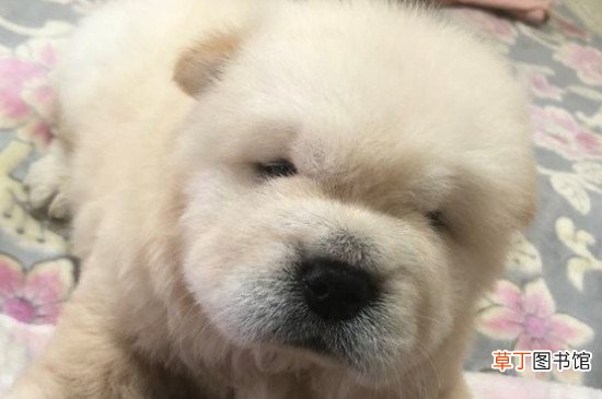 松狮犬为什么忠心