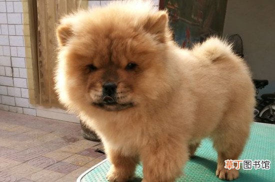 松狮犬为什么忠心