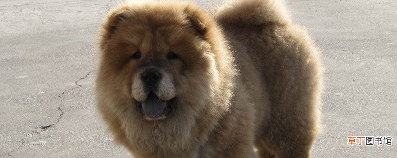 松狮吃什么狗粮好