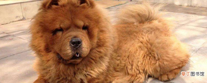 松狮犬会攻击主人吗