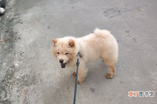 松狮认主后的表现