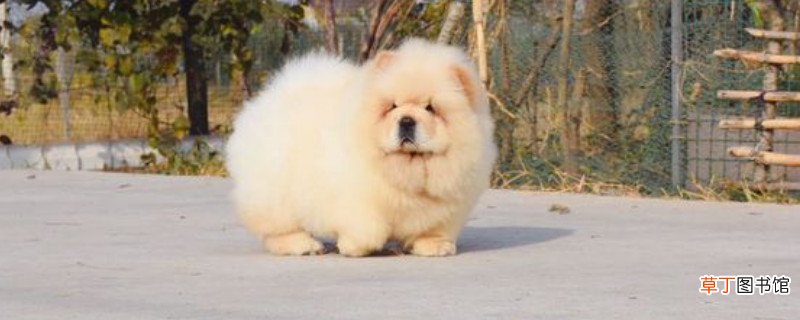 松狮好养吗