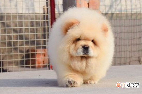 松狮好养吗