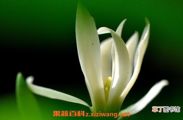 白兰花的功效与作用 白兰花的副作用