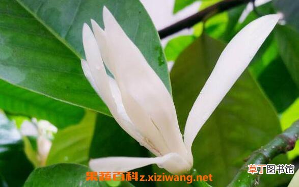 白兰花的功效与作用 白兰花的副作用