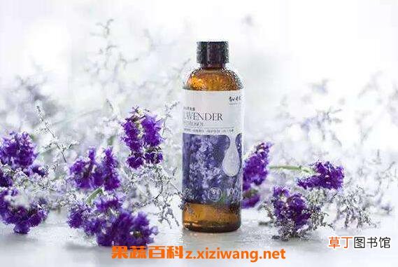 薰衣草纯露的功效与作用 薰衣草纯露的药用价值有哪些