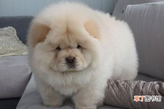 松狮犬怎么训练听主人命令