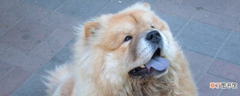 养松狮犬是什么感受