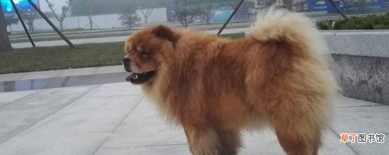 松狮临死之前的症状