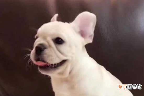 法斗什么季节掉毛严重