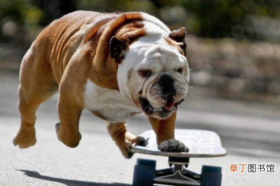斗牛犬突然死亡的原因