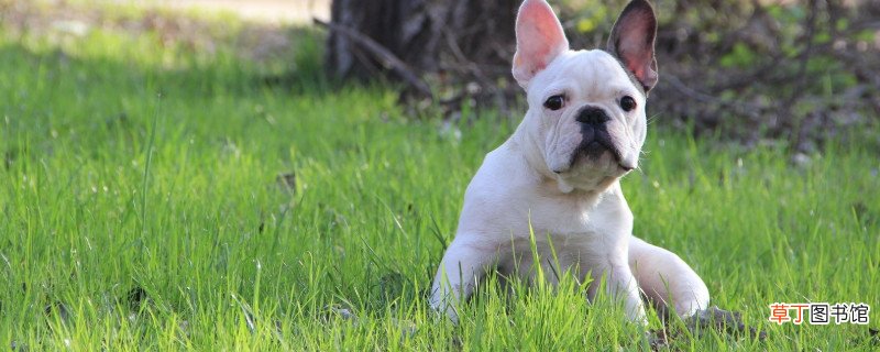 斗牛犬突然死亡的原因