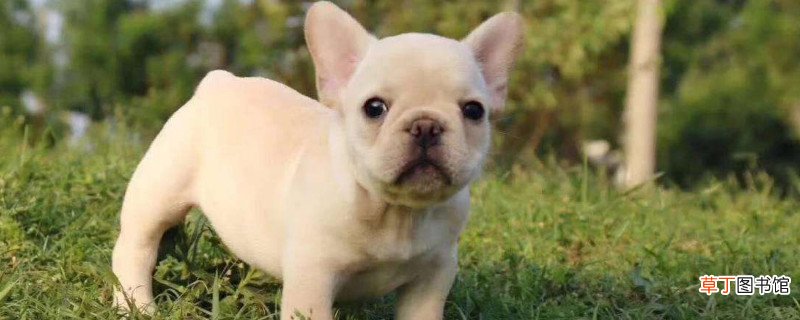 法斗中暑多久死亡