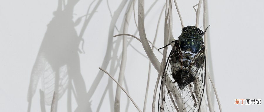 知了在地下几年出来