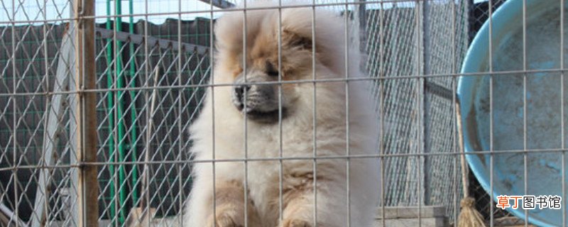 松狮吃什么