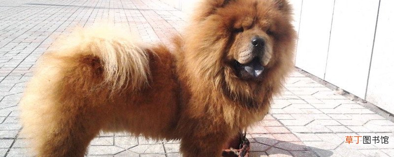 松狮犬的优缺点