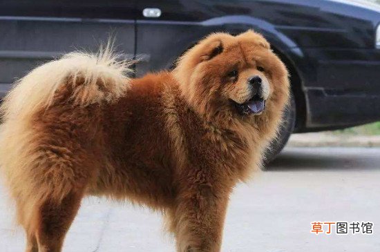 松狮犬的优缺点