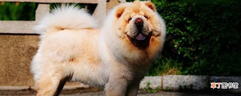 松狮怎么养?