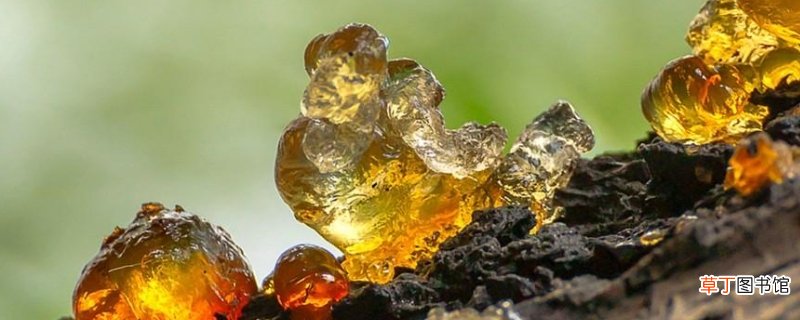 树胶的作用-生活百科知识