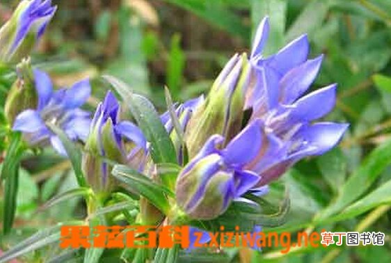 龙胆草的功效与作用