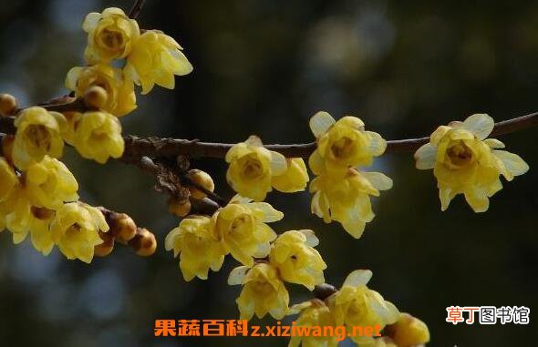 腊梅花的功效与作用 腊梅花泡水喝的功效