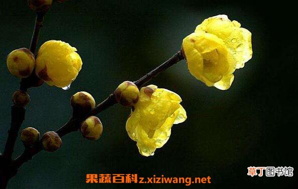 腊梅花的功效与作用 腊梅花泡水喝的功效