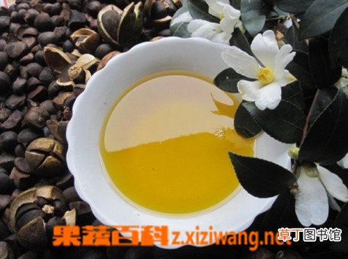 野生茶油的功效与作用