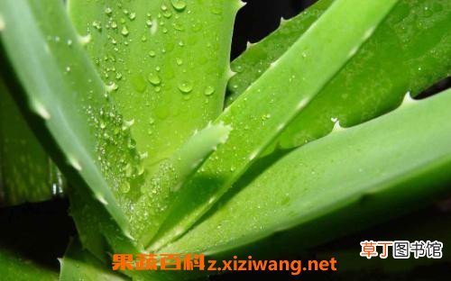 芦荟外敷的作用与功效 芦荟外敷的药用价值