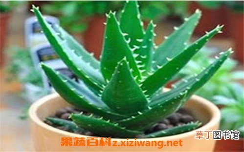 芦荟外敷的作用与功效 芦荟外敷的药用价值